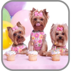 Perros y mascotas- Fiesta para perros, fiesta para mascotas,