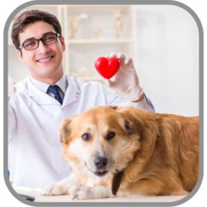 Perros y mascotas - Salud para perros y mascotas, veterinarios, doctor para perros